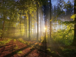 forest