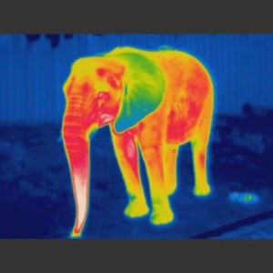 infra red